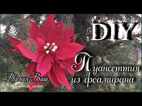 Видео: Poinsettia-г үе шаттайгаар хэрхэн зурах вэ