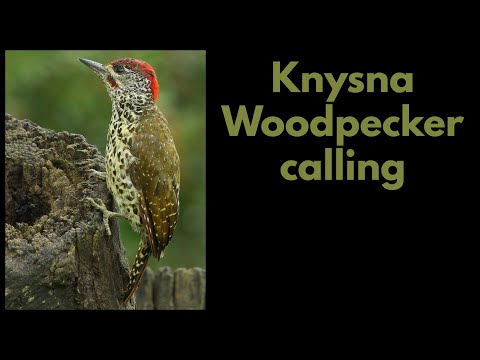 KNYSNA WOODPECKER calling