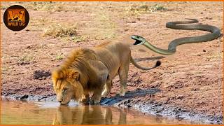 Most Dangerous Snake Attacks Caught on Camera 2026 | Wild Animals Net Worth