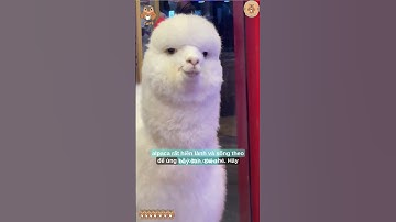Alpaca – Lạc Đà Lông Xù Với Tuyệt Chiêu Phun Nước Bọt 🤯