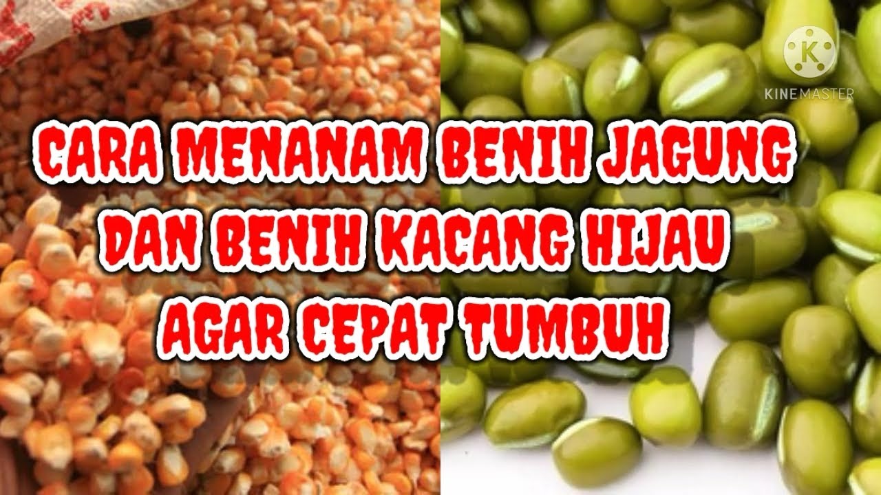 Cara Menanam Benih Jagung dan Benih Kacang Hijau Agar cepat tumbuh