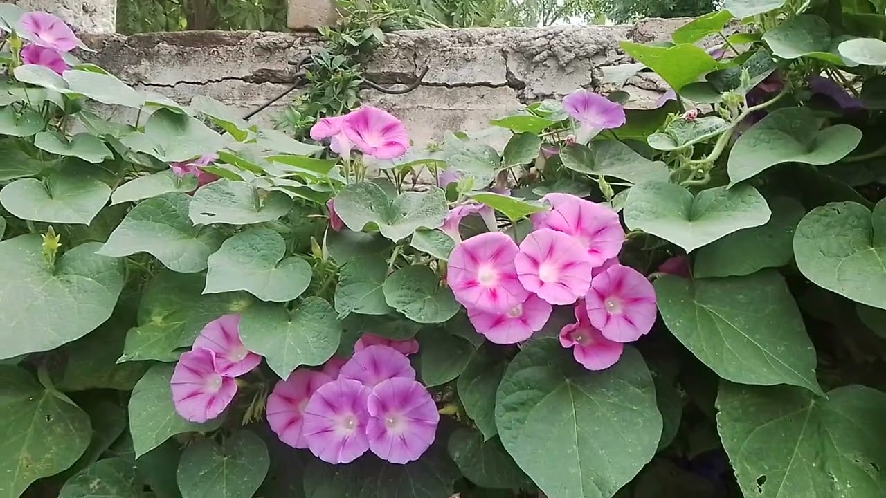 My Creepers and Climbers day by day / Day 45 - Cloudy - Drizzle