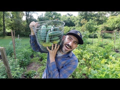 Video: Canning Cucumbers Rau Lub Caij Ntuj No