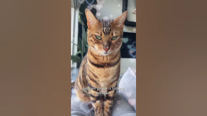 Watch the video about My mom is crazy 😹🐆 #bengalcat #cat #funny #animalshorts