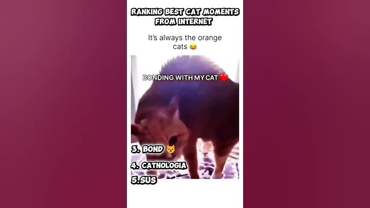 Video 11686981: cats funny fails compilation, best funny cats compilation, cat fail compilation cute, cats catlover, cut cat funny