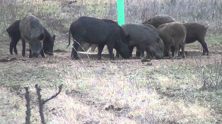 Hog Hunting - Head Shot