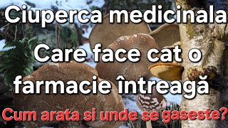 Ciuperca medicinala/adevărată minunăție/cum arata/unde se găsește?