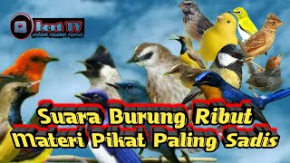 Suara burung ribut || materi sadis untuk pikat BUKTIKAN