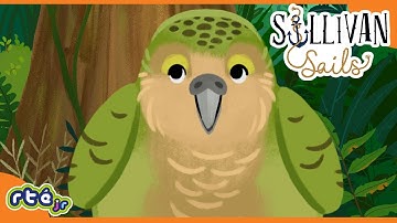 Learn About the Kakapo, a Bird Who Cannot Fly?! 🦜 | Sullivan Sails |​ @RTÉKIDSjr​