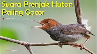 masteran burung prenjak untuk kejuaraan kompetisi