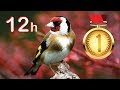 Goldfinch 12h Training Song 2019