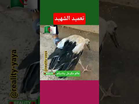 اللقلاق الشهيد يزور الجزائر المغرب الجزائر فرنسا إسبانيا إيطاليا ألمانيا بلجيكا هولندا كندا