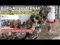 KESALAHAN FATAL PETERNAK PEMULA - Mau Untung Malah Rugi !!