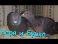 Голубь Баря ухаживает за голубкой Буркой