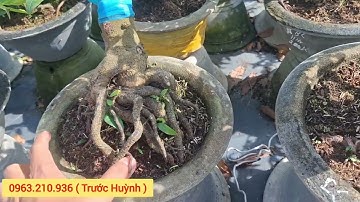 (19/11) Giảo đồng tiền, cúc hoa hồng, thọ hương, bạch mai thái! ☎️☎️0963.210.936