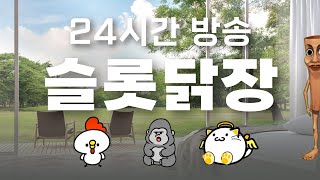 [슬롯 생방송] 슬롯닭장 뚱냥이와 고품격 소통 갈비찜 방송 #슬롯생방송 #실시간슬롯