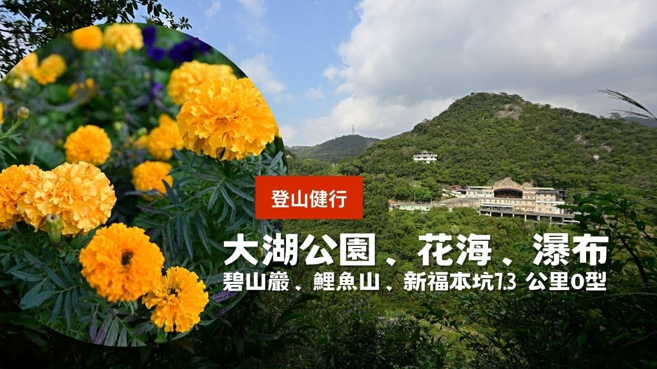 內湖健行一日環線｜花海、瀑布、鯉魚山一次走完 | 7.30km、2h47m｜大溝溪花海、圓覺瀑布、碧山巖、鯉魚山、新福本坑、回到大湖公園