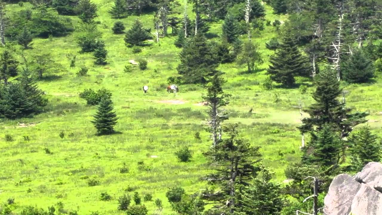 MT. ROGERS NATIONAL RECREATION AREA BACKPACKEASTERN PORTION YouTube