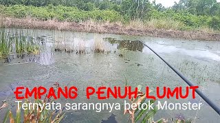 Mancing Betok di Empang penuh lumut ll gak nyangka ternyata dihuni betok bohay by Raja gentakkk 232 views 1 year ago 12 minutes, 46 seconds