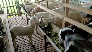 jadi jutawan dari ternak kambing ratusan ekor jadi jutawan dari ternak kambing ratusan ekor