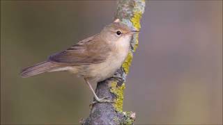 Great Reed and Reed Warblers Guess the bird #nature #birds #education #birdsounds #guessthebird screenshot 2