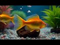 Peaceful Goldfish 🐠 Water Ambience + Nature Sounds | 3-Min Relaxation
