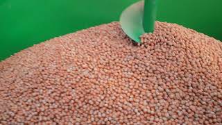 Hazelnut BG - Cleaning and drying