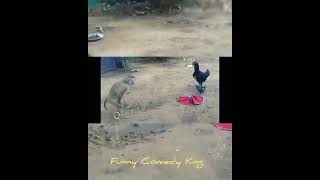 monkey and chicken dance