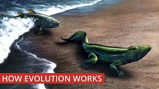 ANIMAL EVOLUTION: Darwin’s Theory Lives On | Terra Sense