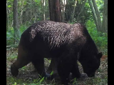 「意外とあっさり駆除されたので逆にビックリ」牛66頭を襲った"忍者グマ" OSO18が駆除される…酪農家からは安堵の声 (23/08/22 11:24)