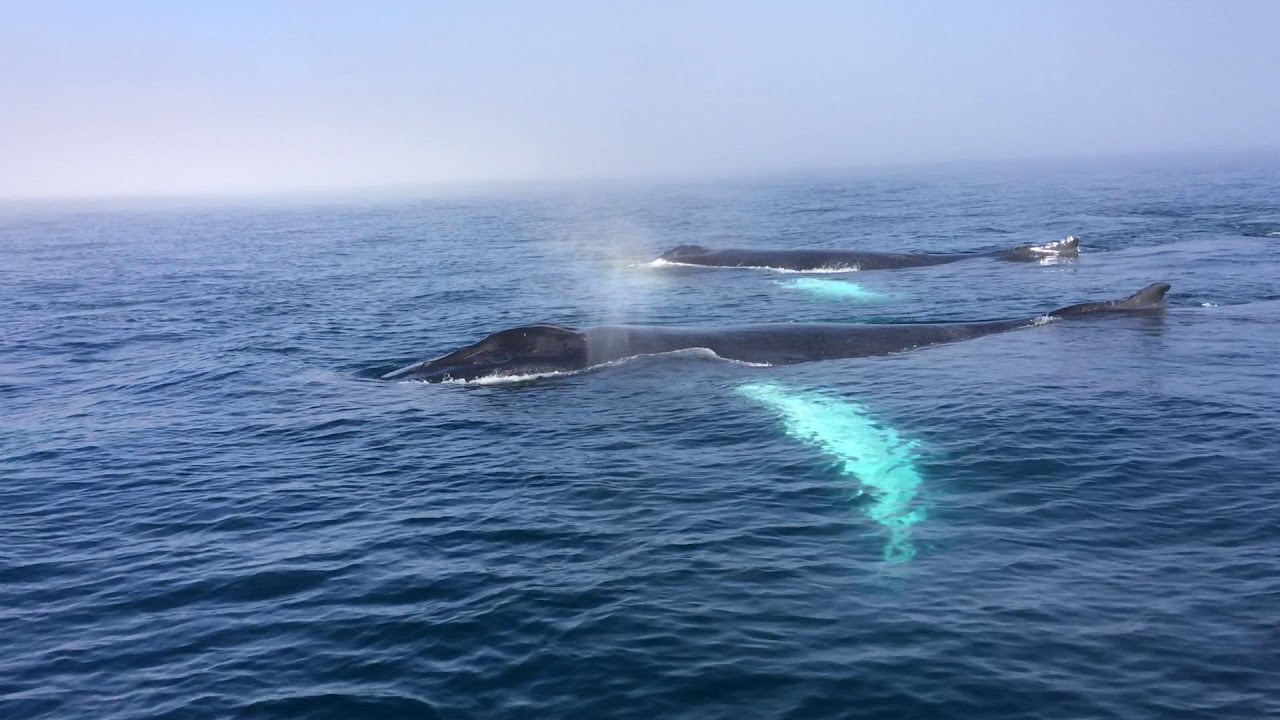 Humpback whale on Maine boating trip from the University of Akron - YouTube