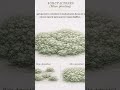 Principios Basicos en el Diseño de Jardines.#diseño #arquitectura #paisajismo #jardin #construccion