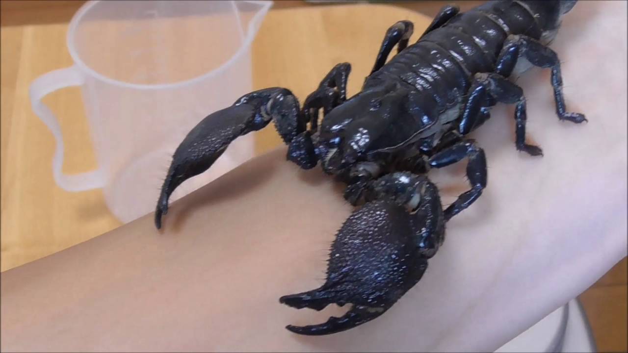 ダイオウサソリ ケンイチくん飼育15ヵ月 Youtube