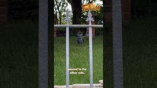 Rip Mr Toads Wild Ride..