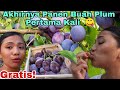 PANEN BUAH PLUM UNGU GRATIS SEPUASNYA, SENANGNYA SUDAH MATANG