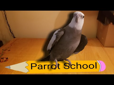 Parrot School day 1 Parrot School day 1