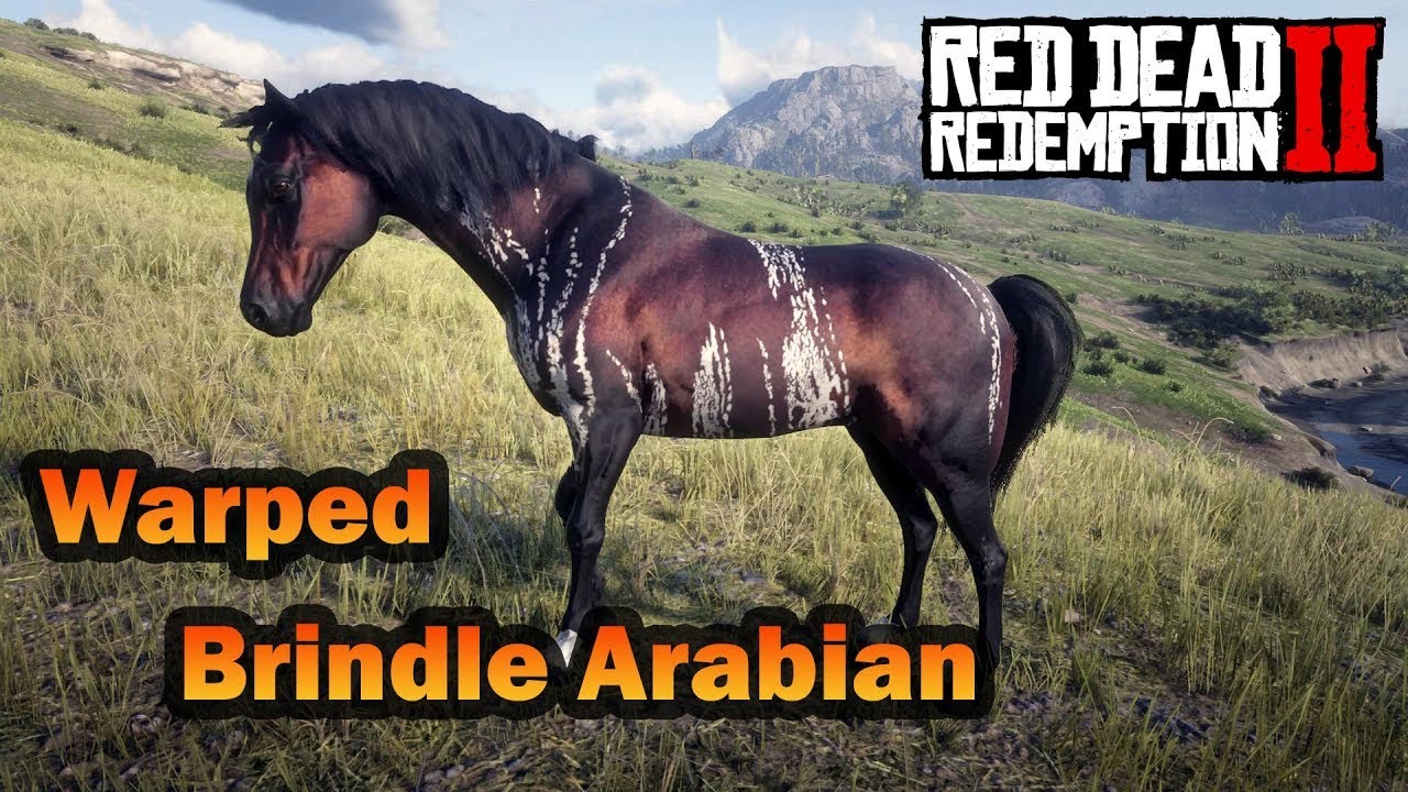 Wild Warped Brindle Arabian Location RDR2 - YouTube