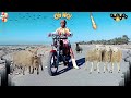 اشترينا خروف العيد المجنون وجنن اهلي🐏😂|روان ستارز😍