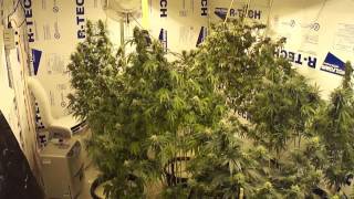 50 Days of Flower