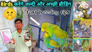 Birds? Ko Breeding Ke Samay Kaunsa Calcium Aur Vitamin den || budgies breeding formula.