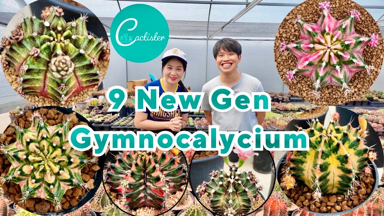 Tour Cactus Farm : 🌵Cactister ✨ beautiful 9 New Generation of Gymnocalycium variegated.