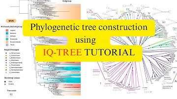 IQ-TREE Tutorial | Phylogenetic Tree Construction | UFBoot vs TBE Explained Simply for Beginners |