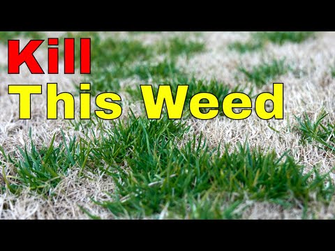 Vídeo: Qual herbicida mata bluegrass anual?