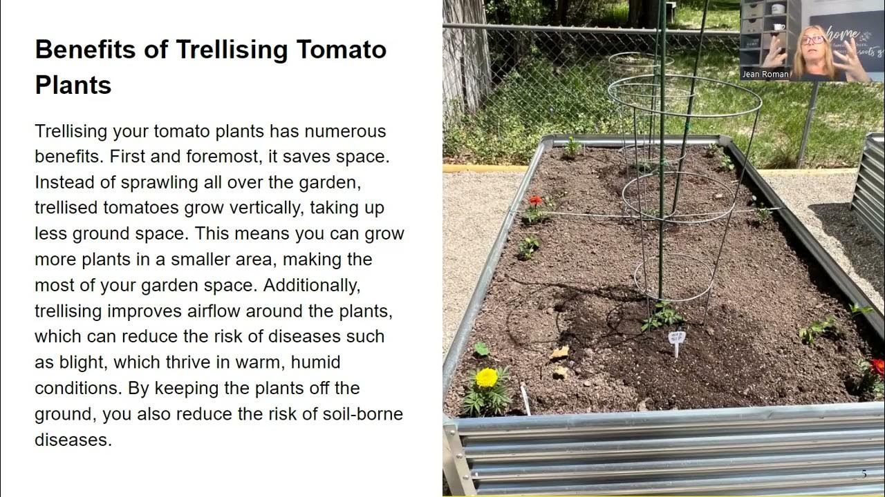 Gardening 101 Why Trellising Your Tomato Plants Is A Must Do And 5