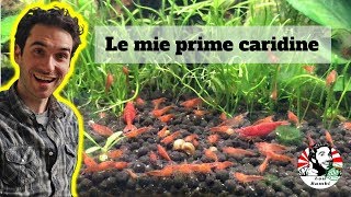 Baby caridine invasion – 4k Hd