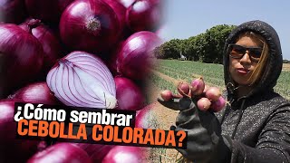 El Cultivo de Cebolla - Paso a Paso 🧅