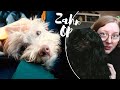 Glückszahl 13? Erwins Zahn-OP - Persistierende Milchzähne - Vlog Hundealltag mit Havaneser