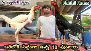 Rohini Farms వారి 10 పుంజులు & 5 పెట్టలు||9014065276||Richvatam||Mettavatam Kollu||#StarAseelTV..!