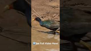 Purple Gallinule Walks Thru The Swamp