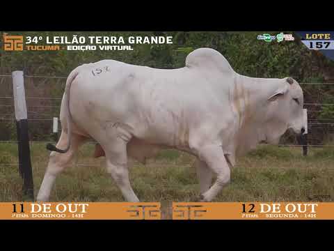 LOTE 157